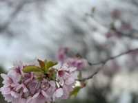 漫遊四國香川縣瀬戶內海紫雲出山賞櫻🌸