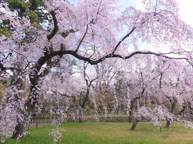 🌿 Kyoto Botanical Gardens: The Ultimate Green Escape (With a Side of Sakura!) 🌸