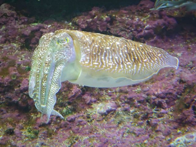 🚀 沖繩旅遊全攻略｜潛水、美麗海水族館、萬座毛、燈塔打卡熱點 🌊