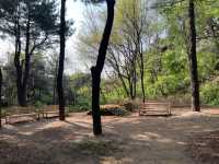 Namsan Vibes: Hike, Snap, Explore!