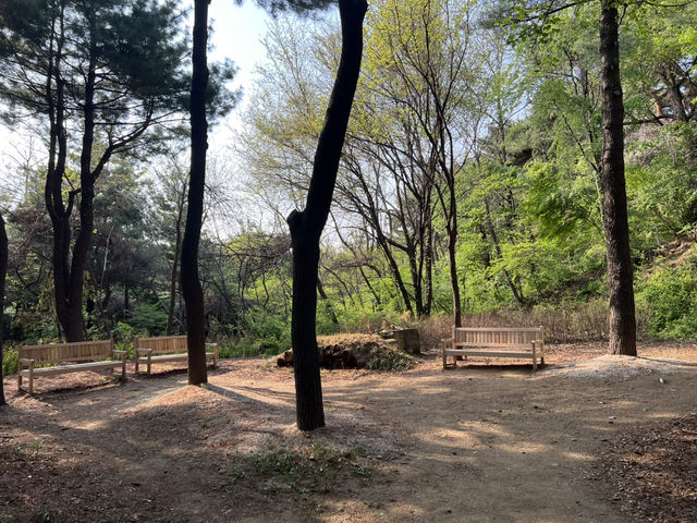 Namsan Vibes: Hike, Snap, Explore!