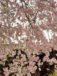 Romantic Sakura at Xi'an Qinglong Temple: A Live Bloom Experience 🌸