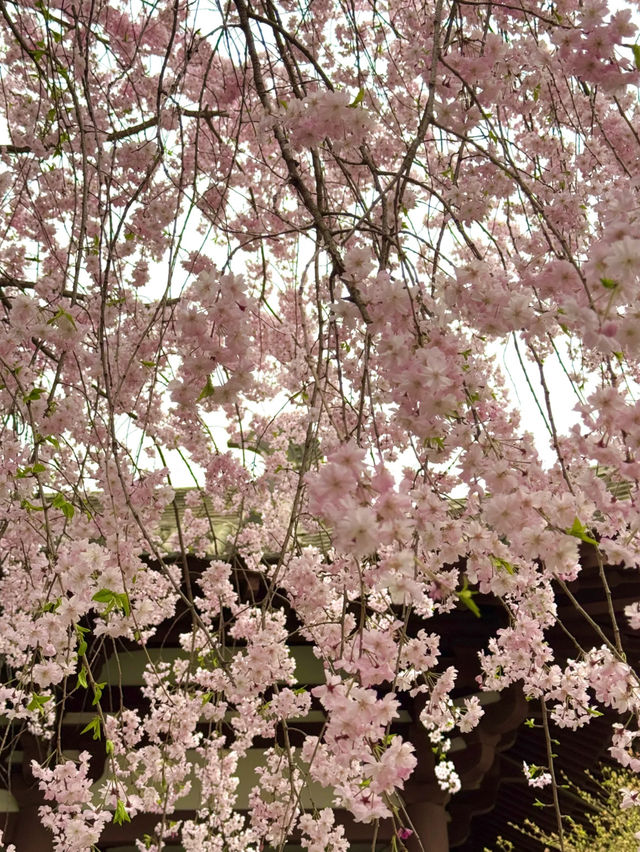 Romantic Sakura at Xi'an Qinglong Temple: A Live Bloom Experience 🌸