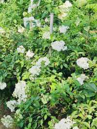 A White Cloud Descends: Discovering the Ethereal Hydrangea Seas of Jukwhagyeong