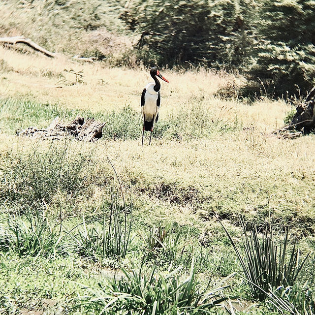 Ngorongoro 保護區Lerai 野餐點