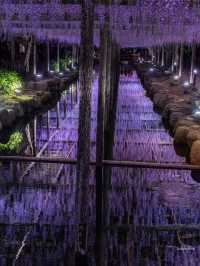 え？これ無料で見れるん？死ぬ前に絶対に見ておきたい藤棚の絶景✨