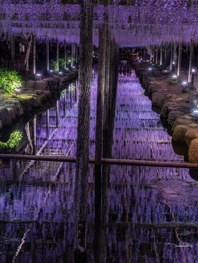 え？これ無料で見れるん？死ぬ前に絶対に見ておきたい藤棚の絶景✨