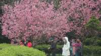 🌸 Fuyang Eco Park in Sakura Season: A Pink Paradise You NEED to See! 🌸