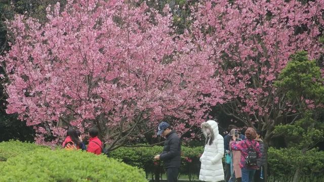 🌸 Fuyang Eco Park in Sakura Season: A Pink Paradise You NEED to See! 🌸