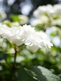【茨城】これだけ多種多様の紫陽花を見たのは初めて！！