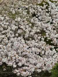 🌸 Catching the Last of Tokyo's Cherry Blossom Season 🌸