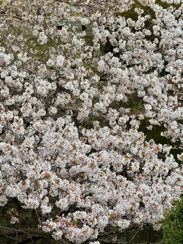 🌸 Catching the Last of Tokyo's Cherry Blossom Season 🌸