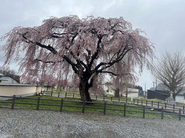 114北海道櫻花之旅