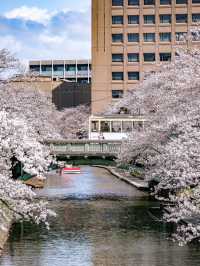 🌸พาชมซากุระสวยๆริมคลอง Matsukawa เมืองโทยาม่า