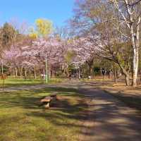 Maruyama Park: A Nature Lover’s Haven