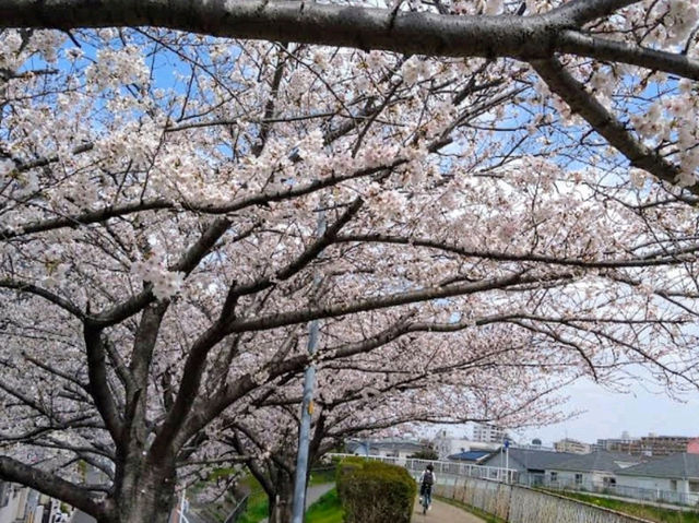 系田川櫻花道，大阪近郊江坂的市民親水河堤