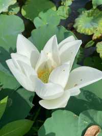 香港｜有向日葵花海的地方🌻——元朗信芯園