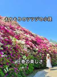 京都 ❤︎ ピンク🩷紫💜白🤍のカラフルな花園 