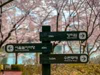Title: Spring Magic in Seoul – Yeouido Cherry Blossom Festival