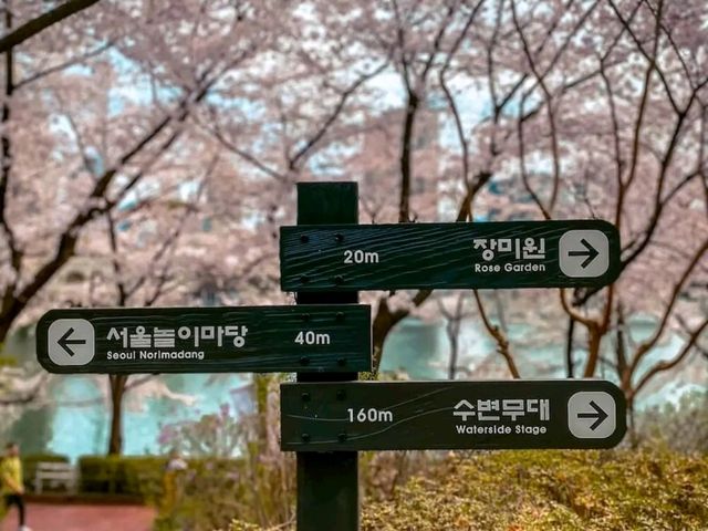 Title: Spring Magic in Seoul – Yeouido Cherry Blossom Festival