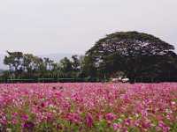 ชมทุ่งดอกไม้สวยๆหลากสีที่จิม ทอมป์สัน ฟาร์ม