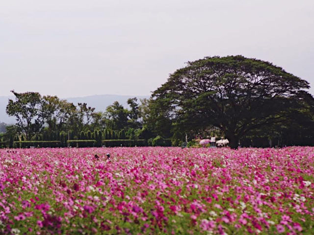 ชมทุ่งดอกไม้สวยๆหลากสีที่จิม ทอมป์สัน ฟาร์ม