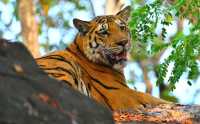 Ranthambore Tiger Reserve