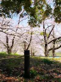 Nature Walks at Negishi Forest Park