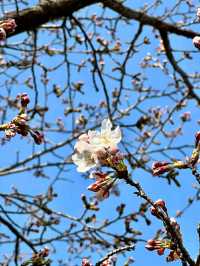 Springtime Serenity in Incheon: Cherry Blossoms by the Water