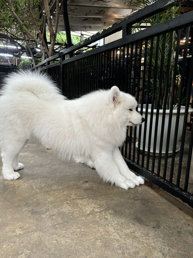 【バンコク】モフモフ好き発見！ハスキーカフェ🐕