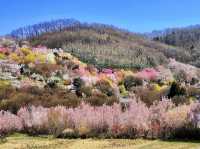 Great place to see the full Cherry Blossoms