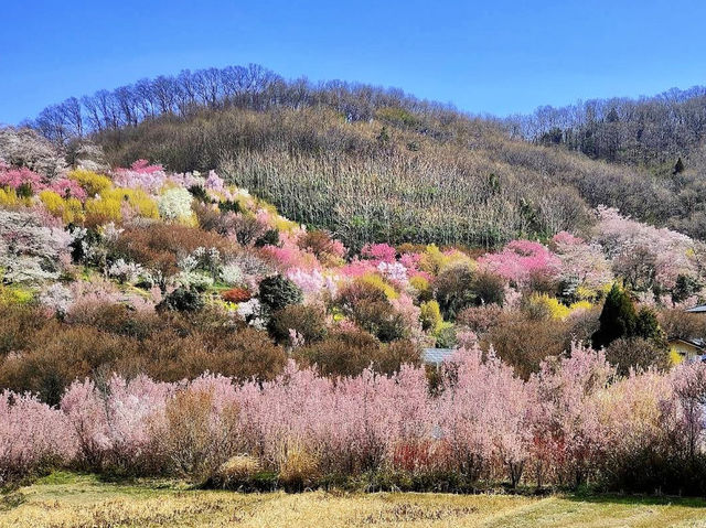 Great place to see the full Cherry Blossoms