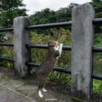 Houtong Cat Village