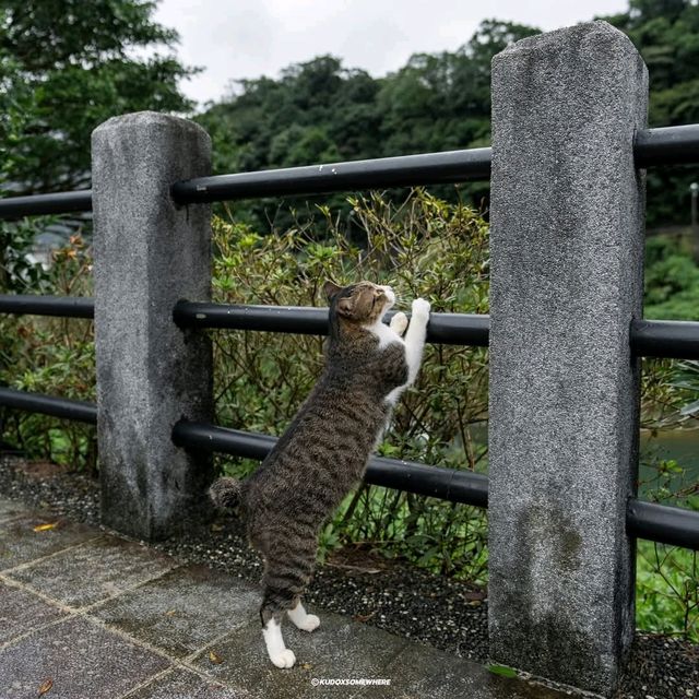 Houtong Cat Village