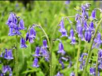 A Rain-Kissed Spring at Culzean: Blooms, Castles, and Enchanted Woods