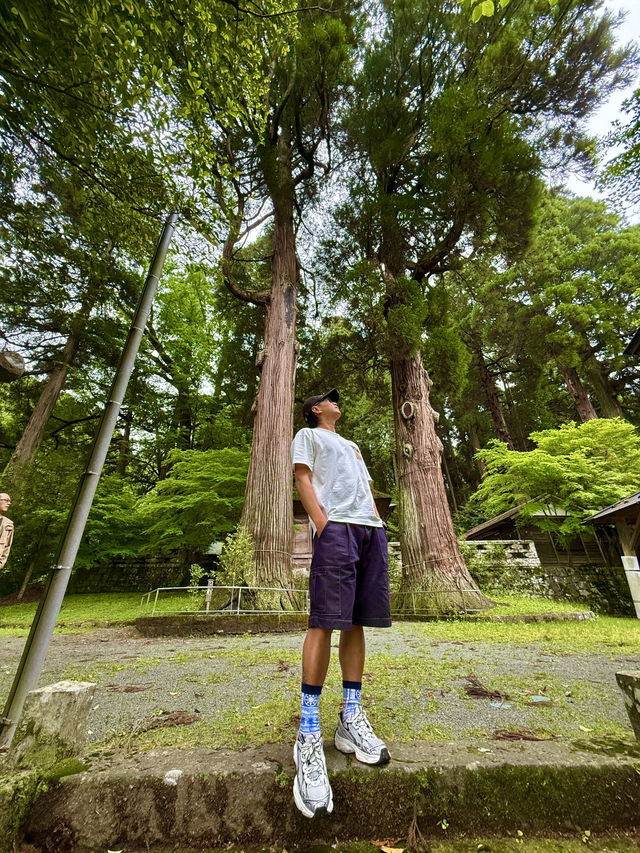 鳳納宮的夫妻杉樹