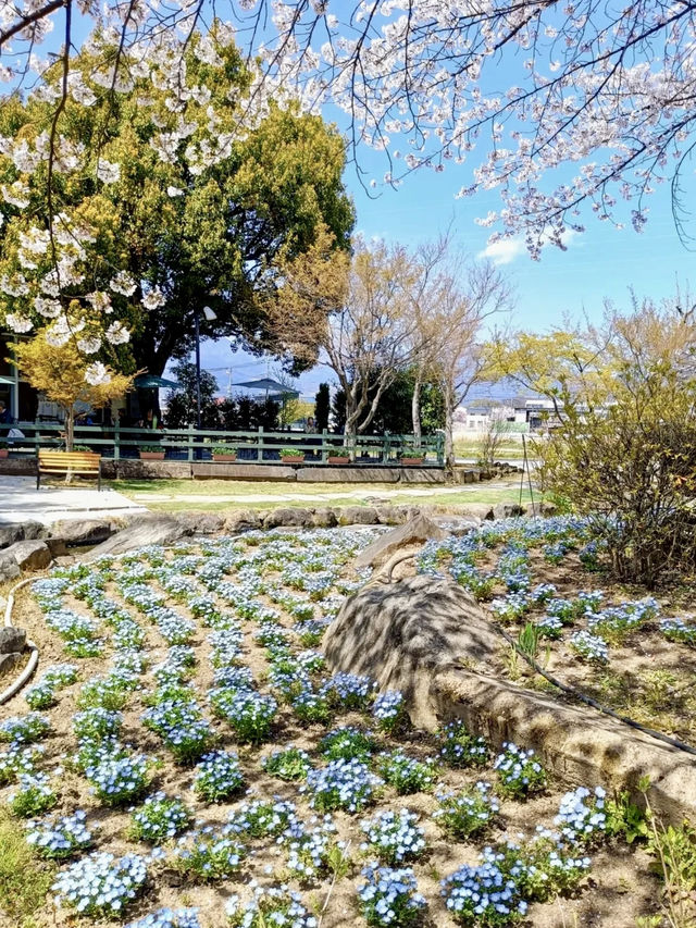 Local Escapes in Katsunuma – Gardens, Curry & a Hint of Wine