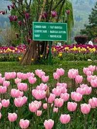 Asia’s Largest Tulip Garden: Indira Gandhi Memorial Tulip Garden, Srinagar