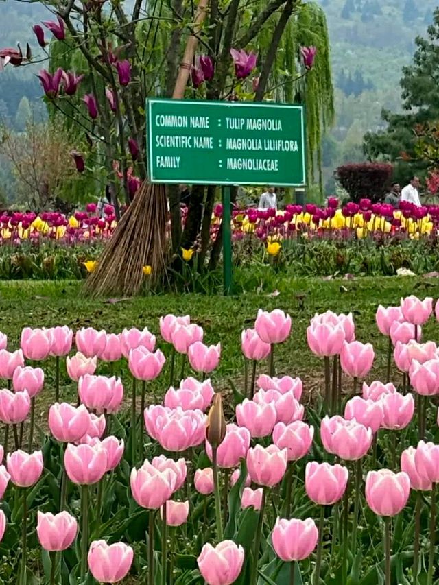Asia’s Largest Tulip Garden: Indira Gandhi Memorial Tulip Garden, Srinagar