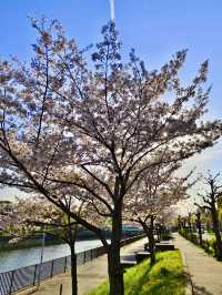 OKAWA RIVER| OSAKA’S BLOSSOM-FILLED WATERFRONT ESCAPE