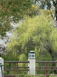 Matsuyama – Timeless Traditions in the Heart of Ehime