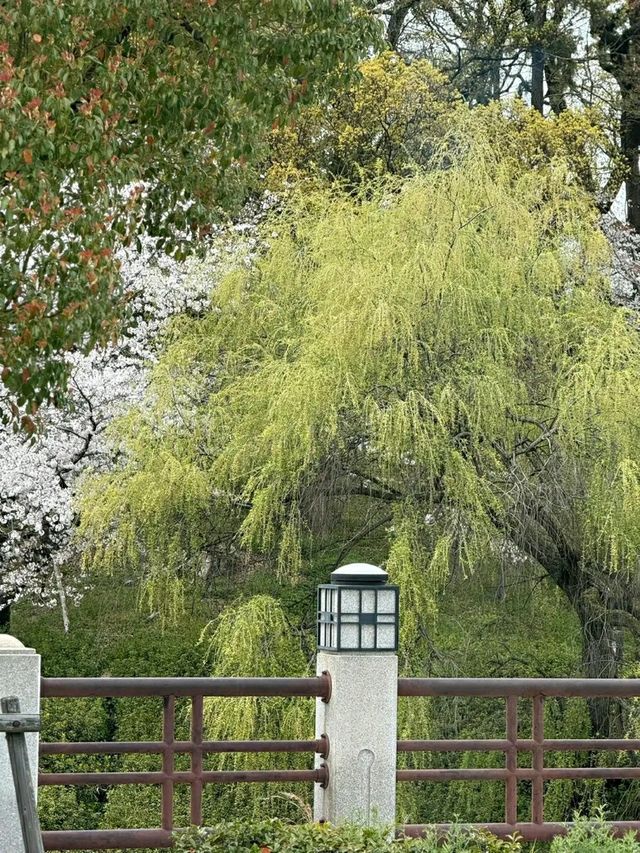 Matsuyama – Timeless Traditions in the Heart of Ehime