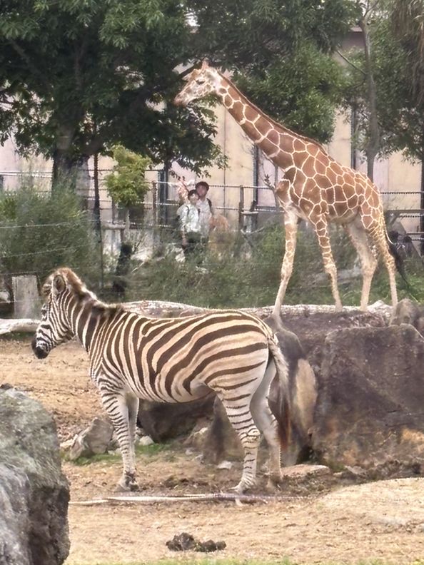 白浜のパンダ、30年間ありがとう❤️