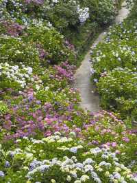 迫力満点　下田公園の紫陽花