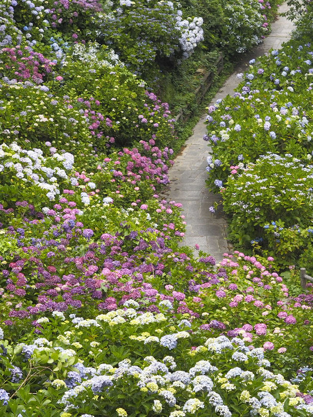 迫力満点　下田公園の紫陽花