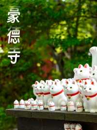 東京之旅·豪德寺⛩️🎏🐱