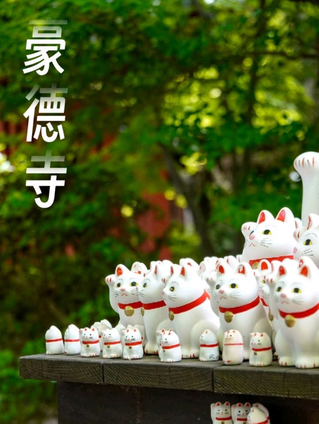 東京之旅·豪德寺⛩️🎏🐱