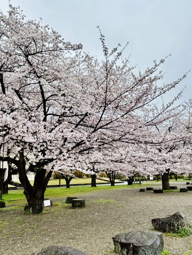 春之旅～～～～仙台賞櫻🌸