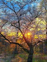 High Park – Where Nature Meets the Heart of Toronto