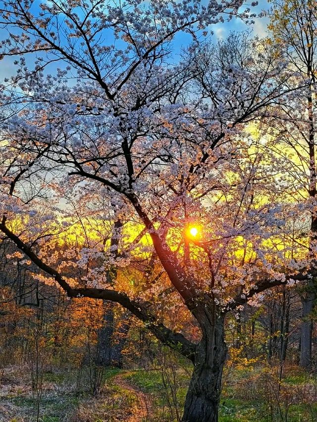 High Park – Where Nature Meets the Heart of Toronto